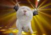 disco cat