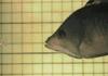 Fish Has Retractable Jaw