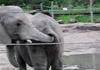 Hungry Elephant