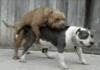 Hump n Puke