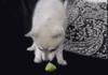Puppy vs. lime