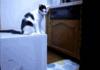Cat Troll