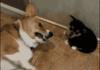 That'll show em' GO PUPPY FARTS