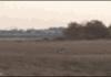 Eagle vs Deer