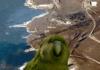 Crazy Parrot