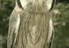 Epic Morphing Owl