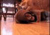 Nom nom nom
