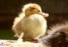 Baby duck Yawning