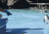 Socially Awkward Penguin IRL