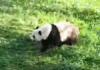 Super Panda Roll