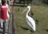 On Nom Nom Pelican