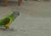 Bird Killer