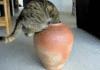 fat cat