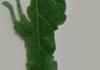 be the leaf