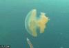 green-dye-jellyfish