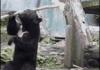 Ninja Bear
