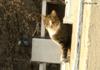 Cat assassin creed