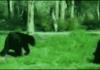 Drunk bear