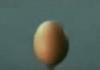 Bullet vs egg
