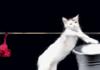 Cats Doing Human Things