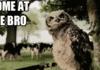 Come at me Bro