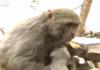 Monkey breast feeds Puppy