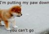 I won't go anywhere