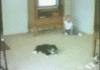 Cat hit by Car (NSFW)