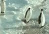penguins