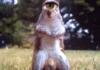 Squirrel nuts