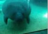 Bumpy the manatee