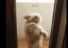 Salsa Dog
