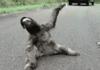 Sloth the bass