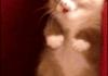 Scared Kitty