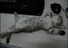 kitten naping