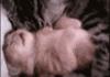 Gif Dump!
