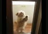 Salsa dog.