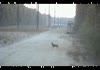 Worst Hunter vs. Dumbest Deer