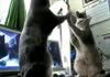 Funny Cat Video Dub Thing