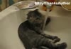 water cats