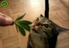 here mutt smoke this u will feel happy