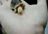 one eyed baby turtle