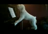 beethoven wasnt realy a saint bernard