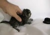 Kitten gets PWNED