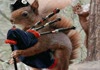 beware of the squirrels
