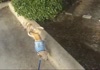 Dog performs two legged trick.