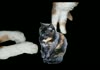 Feline Groovy