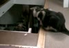 Some cats are evil