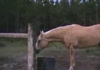 Damn cow