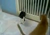 Star Wars Cat